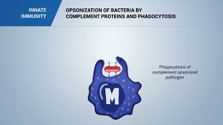 Pathogen opsonization by COMPLEMENT [upl. by Noryt]