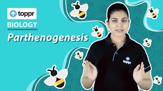 Parthenogenesis  Reproduction in organisms  Class 12 Biology CBSENCERT [upl. by Rolo]