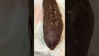 I Microwaved Sweet Yam with EPIC ASMR Background Rooster Crowing rooster asmr shorts [upl. by Kerstin]