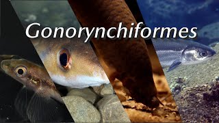 Gonorynchiformes an obscure group of fishes that outlived the dinosaurs [upl. by Auqinaj]