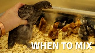 Mixing Different Aged Chicks in Your Brooder  Yes No Maybe [upl. by Angelle825]