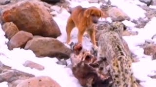 Un peculiar encuentro entre un Leopardo de las Nieves y un Canino en el Himalaya [upl. by Kciredor]