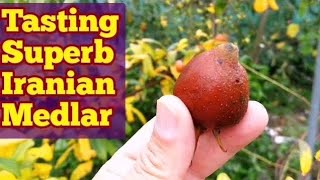 How Medlar Fruit Tastes The Variety Iranian Medlar [upl. by Auhsaj]