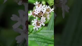 ¿QUE ES LA VALERIANA  Plantas Medicinales [upl. by Niles]