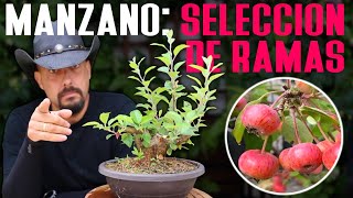 Manzano Bonsai  Selección de ramas [upl. by Daza151]