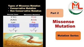 Missense Mutation Types  Conservative amp NonConservative Mutation Missense Mutation 2nd part [upl. by Ahsikram]