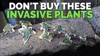 16 Invasive Species Sold at Garden Centers You Should Never Buy [upl. by Petras]