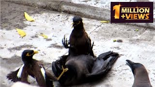 Common myna aggressive fight 2myna VS 1crow myna birdsfight [upl. by Ramses662]