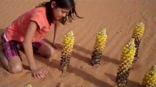 Erica and Cistanche flowers in Saudi [upl. by Roht]