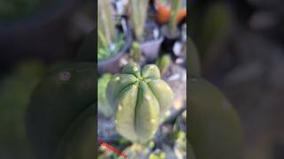 Trichocereus scopulicola trichocereus cactus plants gardening garden [upl. by Eiromem]