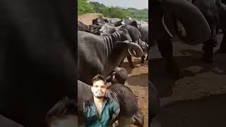 તબેલો tabelo જાફરાબાદી baffalo jafarabadi ભેંસ Ha mara vala cow milkingcowhandgircow [upl. by Jarrett]