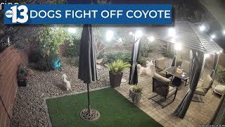 Trio of dogs fights off coyote in Las Vegas backyard [upl. by Atteuqahc590]