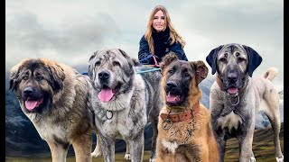 4 WOLF KILLERS TOGETHER  Caucasian Shepherd Alabai Kangal amp Iranian Sarabi [upl. by Siron]