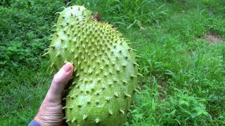 How to Pick a Ripe Soursop  Guanábana  Graviola  Video [upl. by Yattirb]