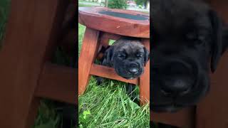 🐶DOGGIE DUEL Who Can Pass the English Mastiff Puppy Temperament Test🐶pt11 dog [upl. by Bryce]