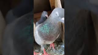 🕊️Show💥🔥Java bro bird Trichy birdquality love pigeon💥💥 [upl. by Hajidak]