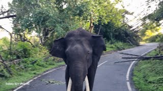 Elephant Tusker chasing Jeep  ஜீப்பை துரத்திய கொம்பன் யானை  Singara Road  Masinagudi Mudumalai [upl. by Pieter]