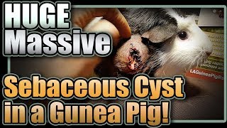 Huge Massive Sebaceous Cyst in a Guinea Pig [upl. by Peck290]