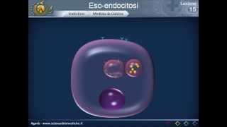 Citologia 15  Eso endocitosi [upl. by Gusta60]