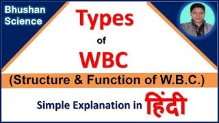 White Blood Cell WBC or Leukocytes  Function of WBC in hindi  Bhushan Science [upl. by Asenav]