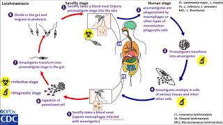 Leishmaniasis anthroponotic life cycle [upl. by Annelg208]