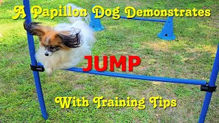 A Papillon Dog Demonstrates Jump With Training Tips [upl. by Zolnay509]