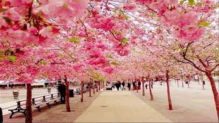 The Most Beautiful Cherry Blossom in the World [upl. by Atikehs]