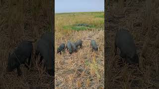 wild pigpigs animal farmshorts [upl. by Ollayos777]