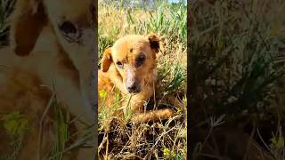 Emaciated Dog Laid On Roadside For Days None Wanted Help Him [upl. by Nwadrebma]