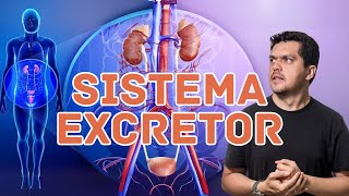 ANATOMIA DO RIM  SISTEMA EXCRETOR [upl. by Fabrianna]