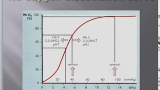 Hemoglobin oxygen dissociation curve [upl. by Aisiram]