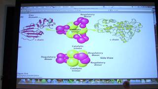 14 Biochemistry Enzyme Regulation I Lecture for Kevin Aherns BB 450550 [upl. by Eradis]