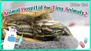 Todays Patient Peninsula cooter l Animal Hospital For Tiny Animals 2 [upl. by Marieann]