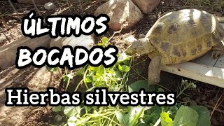 alimentos tortugas antes de hibernacion brumarturtletortoisegardenhibernar [upl. by Ayila]