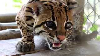 Tigrillo Ocelote Leopardus pardalis Filmado el 7 de noviembre de 2013 [upl. by Rochus]