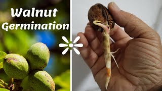 ☑️ Walnut Tree from Seed 🌳 Φύτεμα Καρυδιάς από Σπόρο [upl. by Nodlehs]