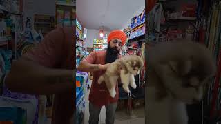 3090 दिन का puppy ko Sardi se Kaise bachayen 😲😲Pneumonia Causes shorts short gsd dog husky [upl. by Idzik738]