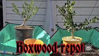 Nursery stock boxwood repot [upl. by Herb]