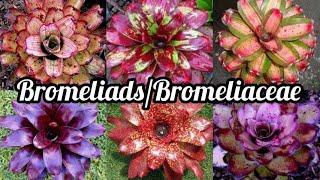 Varieties of Bromeliads Air Purifier Low Maintenance Plants Hanging Plants [upl. by Denver]