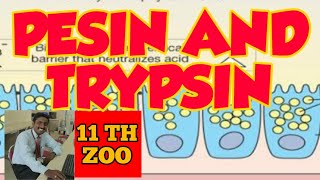 Q PEPSIN AND TRYPSIN COMPARISON  TAMIL EXPLANATION [upl. by Ortrud]