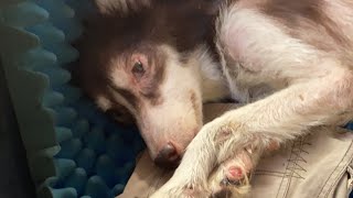 DAY 4 BRAVE UPDATE  Raevin Bonifacio RescuedDog [upl. by Lemcke]