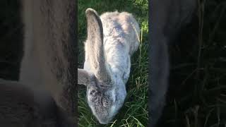 Giant Flemish rabbits [upl. by Floria]