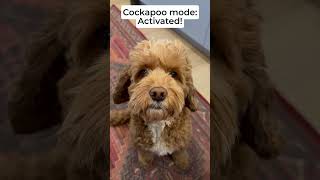 Cockapoo mode  Activated [upl. by Melvin]