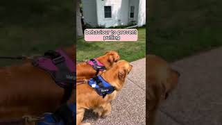 No more pulling amp choking while on dog walks with this harness dog dogwalks doglover [upl. by Nae]