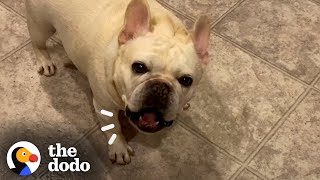 Stubborn Frenchie Hilariously Argues With Mom For 3 Hours Over Dinner  The Dodo [upl. by Uht785]