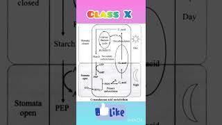 CAM Pathway l C4 Cycle l CBSE l Class X [upl. by Pulcheria]