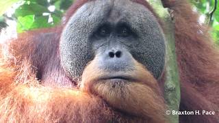 Orangutan Trekking Gunung Leuser National Park Sumatra Indonesia [upl. by Sumedocin]