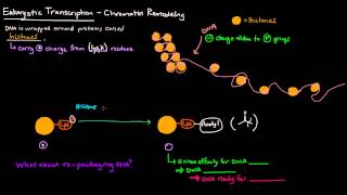 Chromatin Remodeling in Eukaryotes [upl. by Ardnasirhc401]