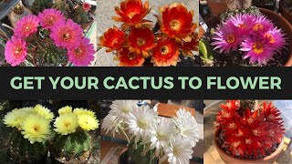 How to Make a Cactus Bloom ABUNDANTLY  Cactus Collection [upl. by Joyann]