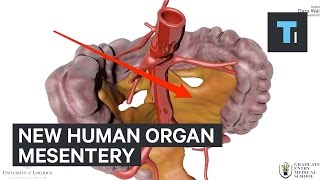 Why new human organ called mesentery is so important [upl. by Elaweda]